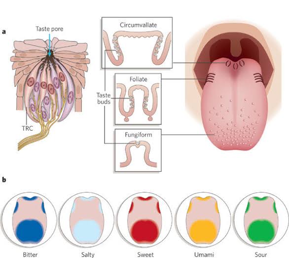 Dil anatomisi ve tat tomurcukları diyagramı
