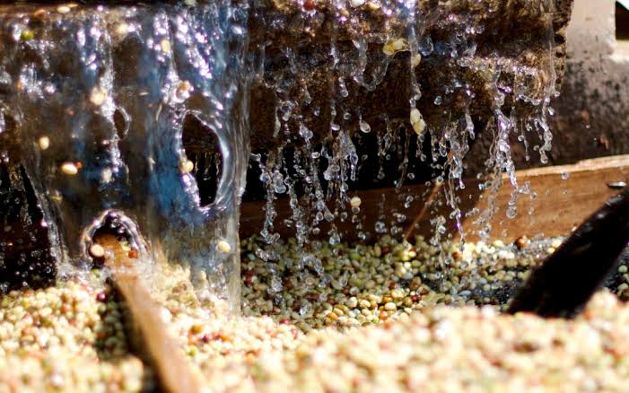 Washed Process — yıkama kanalında kahve çekirdekleri