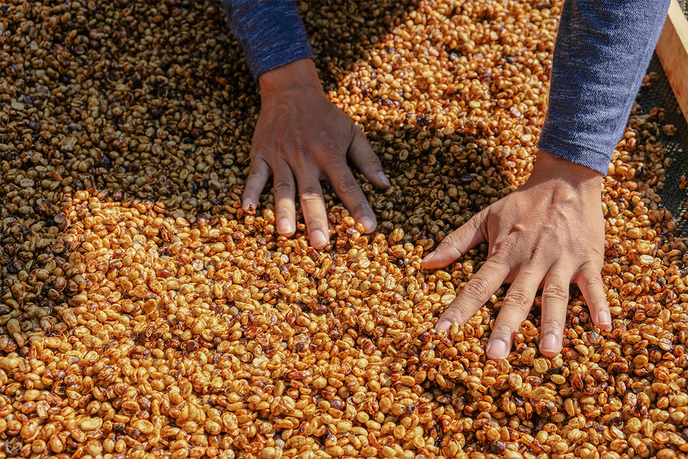 Honey Process — müsilajla kaplı kahve çekirdekleri
