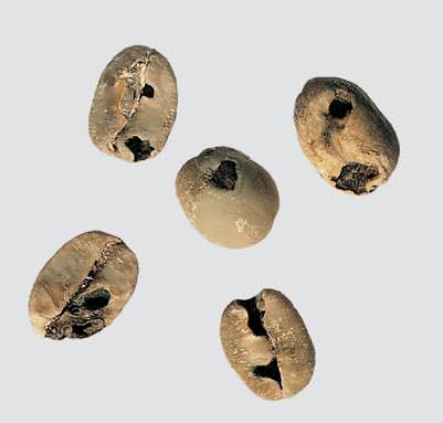 Insect Damage