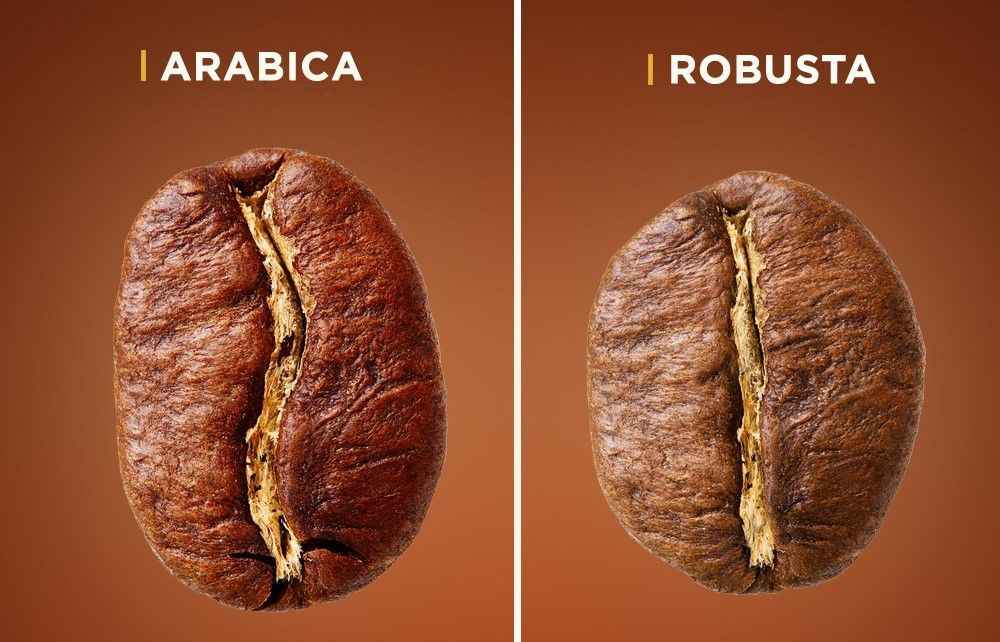 Arabica ve Robusta çekirdekleri